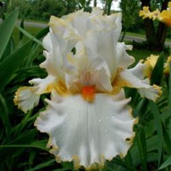 Location: Indiana
Date: May 23,2013
Stolen Sweets tall bearded iris
