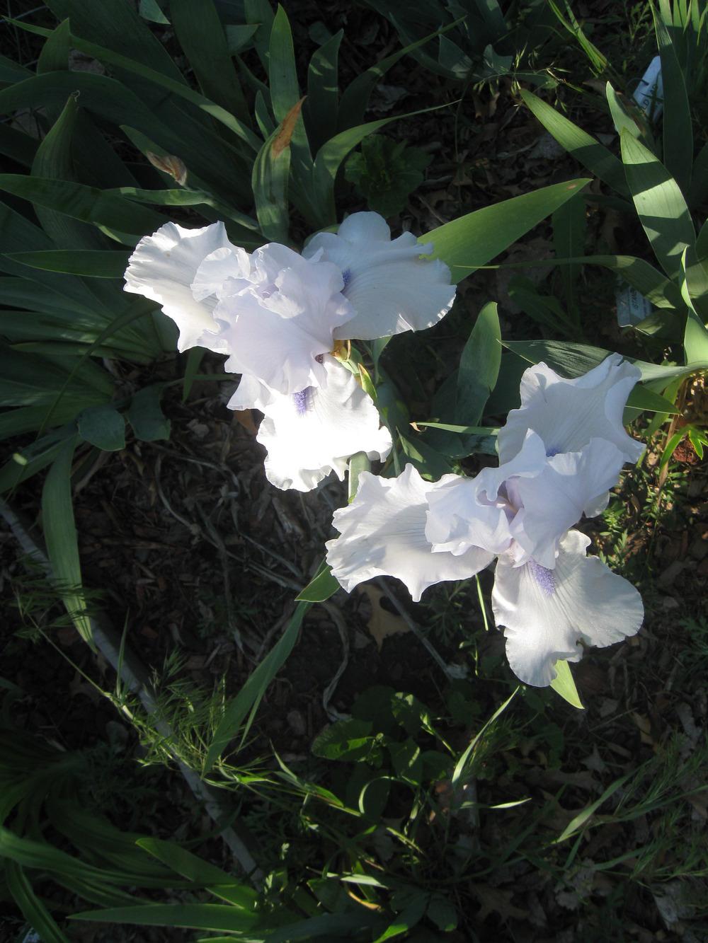 Photo of Tall Bearded Iris (Iris 'Song of Norway') uploaded by enidcandles