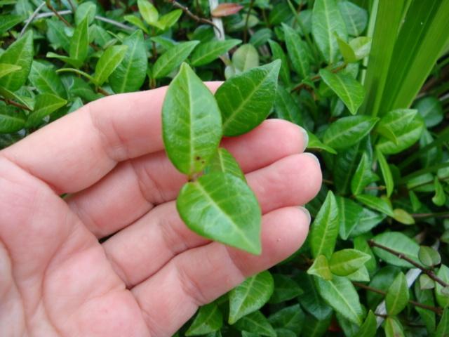 Photo of Asiatic Jasmine (Trachelospermum asiaticum) uploaded by flaflwrgrl
