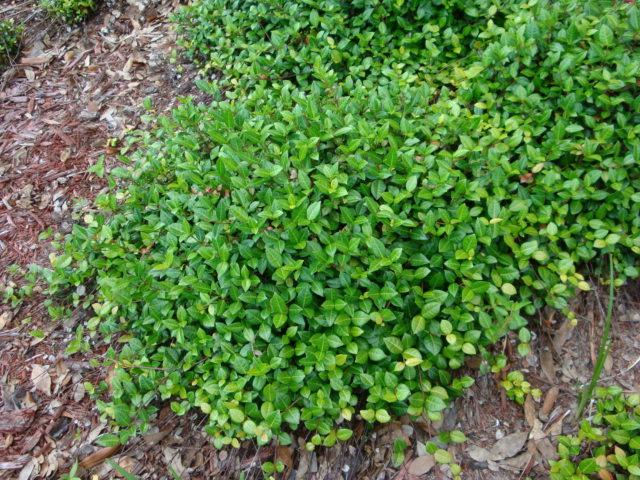 Photo of Asiatic Jasmine (Trachelospermum asiaticum) uploaded by flaflwrgrl