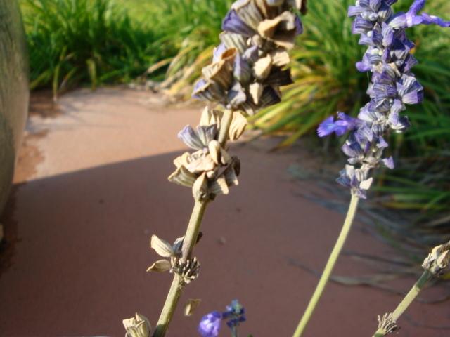 Photo of Salvia (Salvia farinacea Sallyfun™ Blue) uploaded by flaflwrgrl