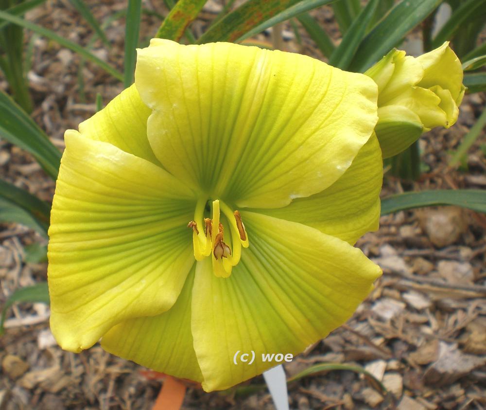 Photo of Daylily (Hemerocallis 'Calypso Green') uploaded by mainstreet