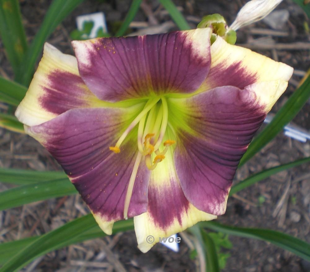 Photo of the bloom of Daylily (Hemerocallis 'Blue Delicious') posted by mainstreet