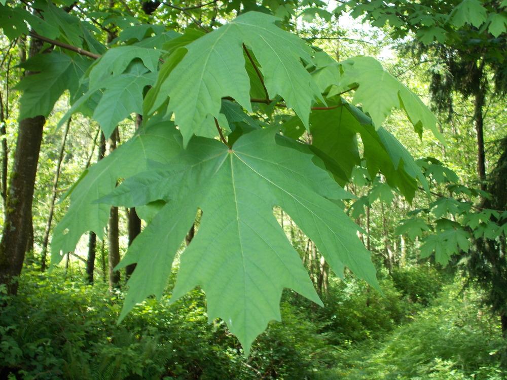 Photo of Big-Leaf Maple (Acer macrophyllum) uploaded by Bonehead
