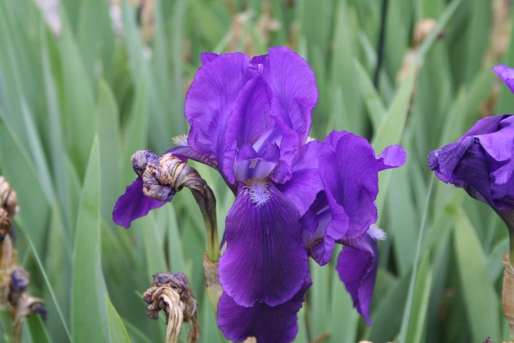 Photo of Intermediate Bearded Iris (Iris 'Eleanor Roosevelt') uploaded by KentPfeiffer