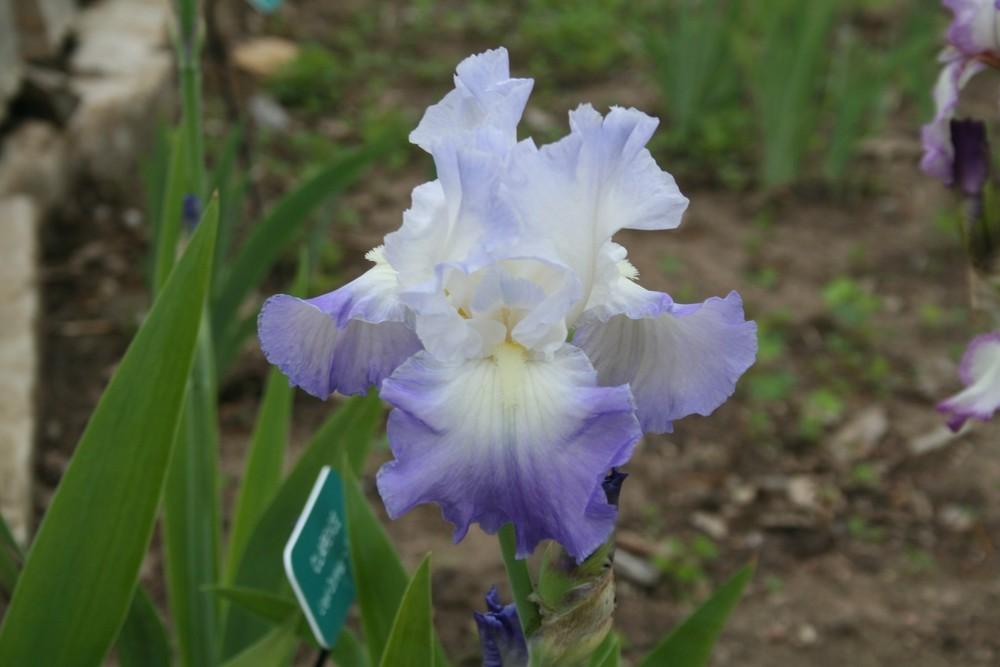 Photo of Tall Bearded Iris (Iris 'Clarence') uploaded by KentPfeiffer