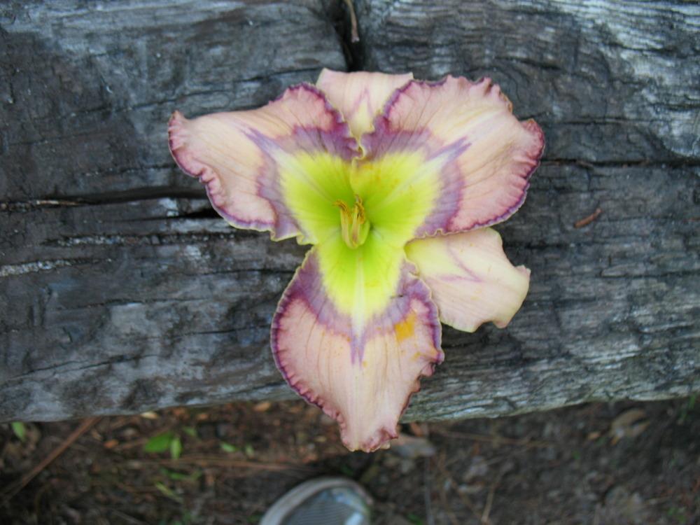 Photo of Daylily (Hemerocallis 'Paradise Pattern') uploaded by LALAMBCHOP