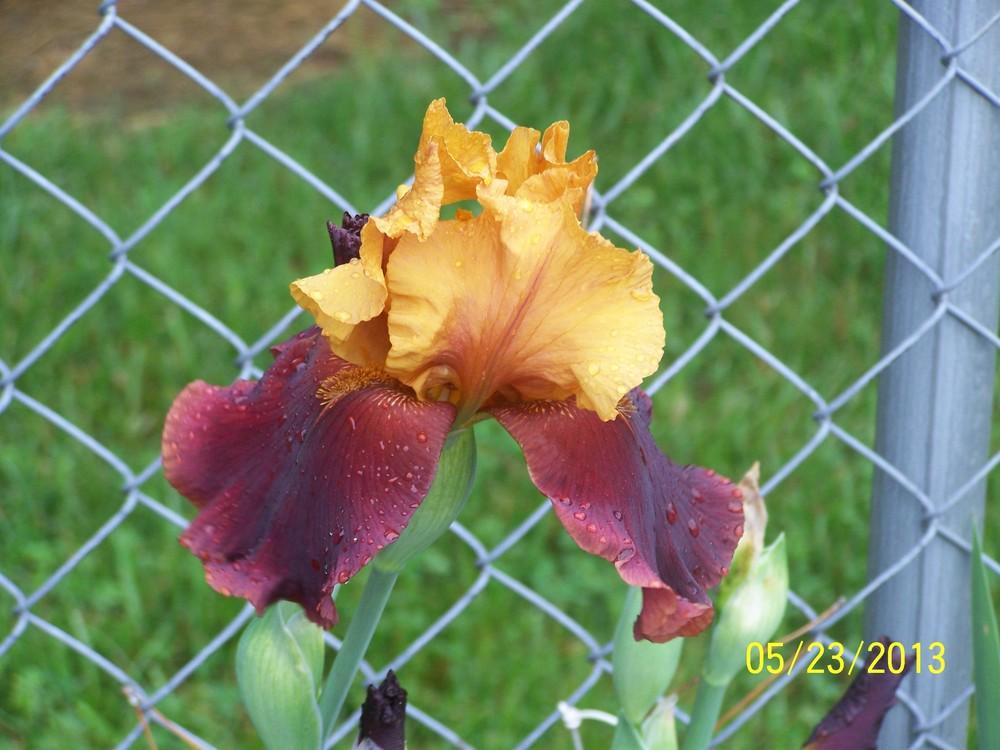 Photo of Tall Bearded Iris (Iris 'Supreme Sultan') uploaded by Misawa77