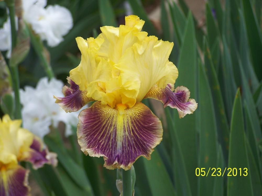 Photo of Tall Bearded Iris (Iris 'Apparent Secret') uploaded by Misawa77
