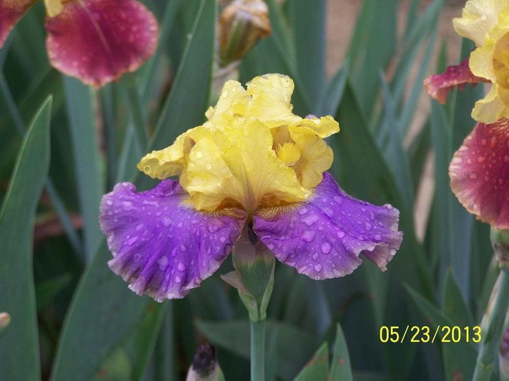 Photo of Tall Bearded Iris (Iris 'Lynsy Alexandra') uploaded by Misawa77