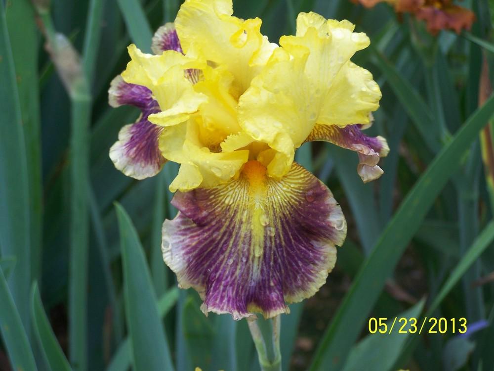 Photo of Tall Bearded Iris (Iris 'Apparent Secret') uploaded by Misawa77