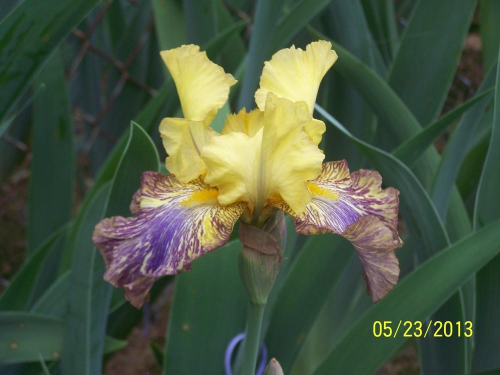 Photo of Tall Bearded Iris (Iris 'Kilimanjaro Sunrise') uploaded by Misawa77
