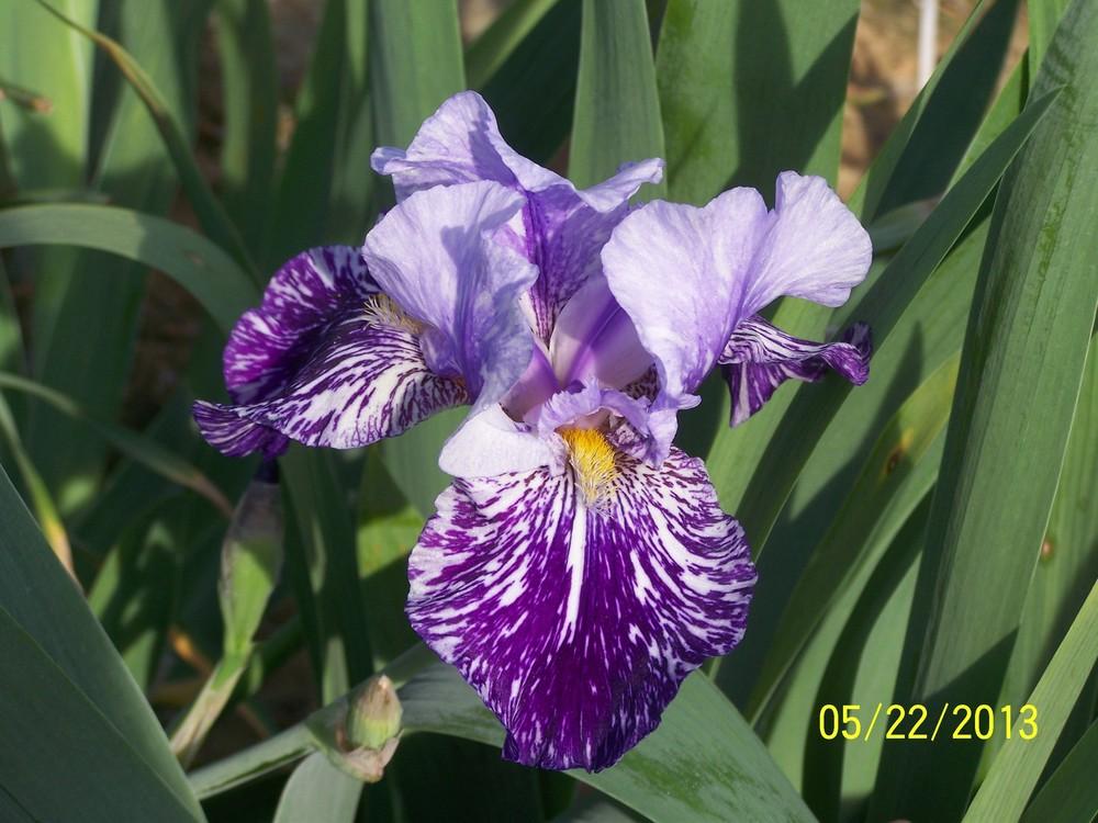 Photo of Tall Bearded Iris (Iris 'Millennium Falcon') uploaded by Misawa77