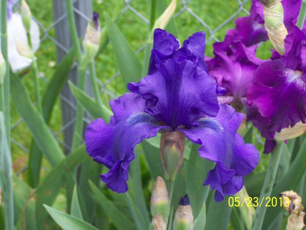 Photo of Tall Bearded Iris (Iris 'Raven's Quote') uploaded by Misawa77