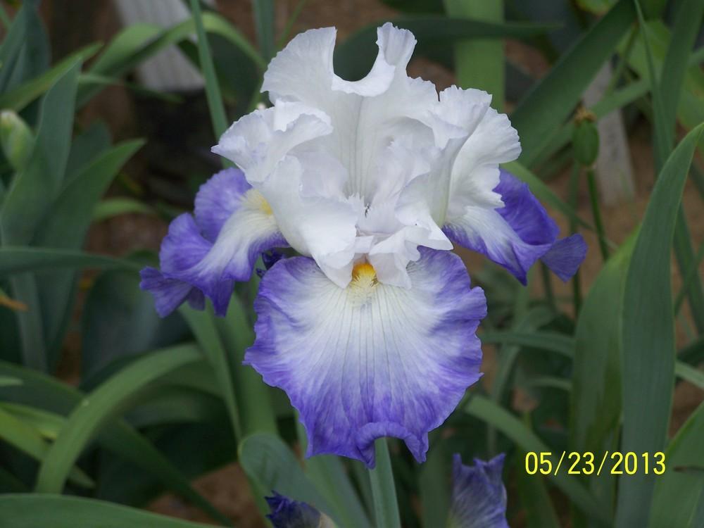 Photo of Tall Bearded Iris (Iris 'Alizés') uploaded by Misawa77