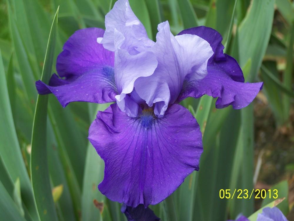 Photo of Tall Bearded Iris (Iris 'Helen K. Armstrong') uploaded by Misawa77