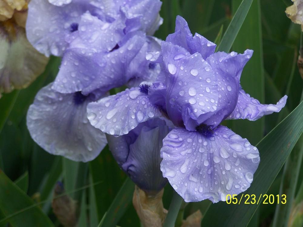 Photo of Tall Bearded Iris (Iris 'Codicil') uploaded by Misawa77