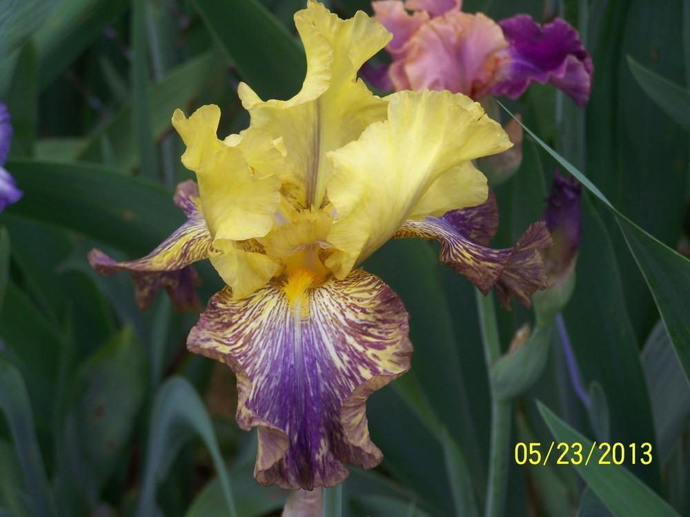 Photo of Tall Bearded Iris (Iris 'Kilimanjaro Sunrise') uploaded by Misawa77