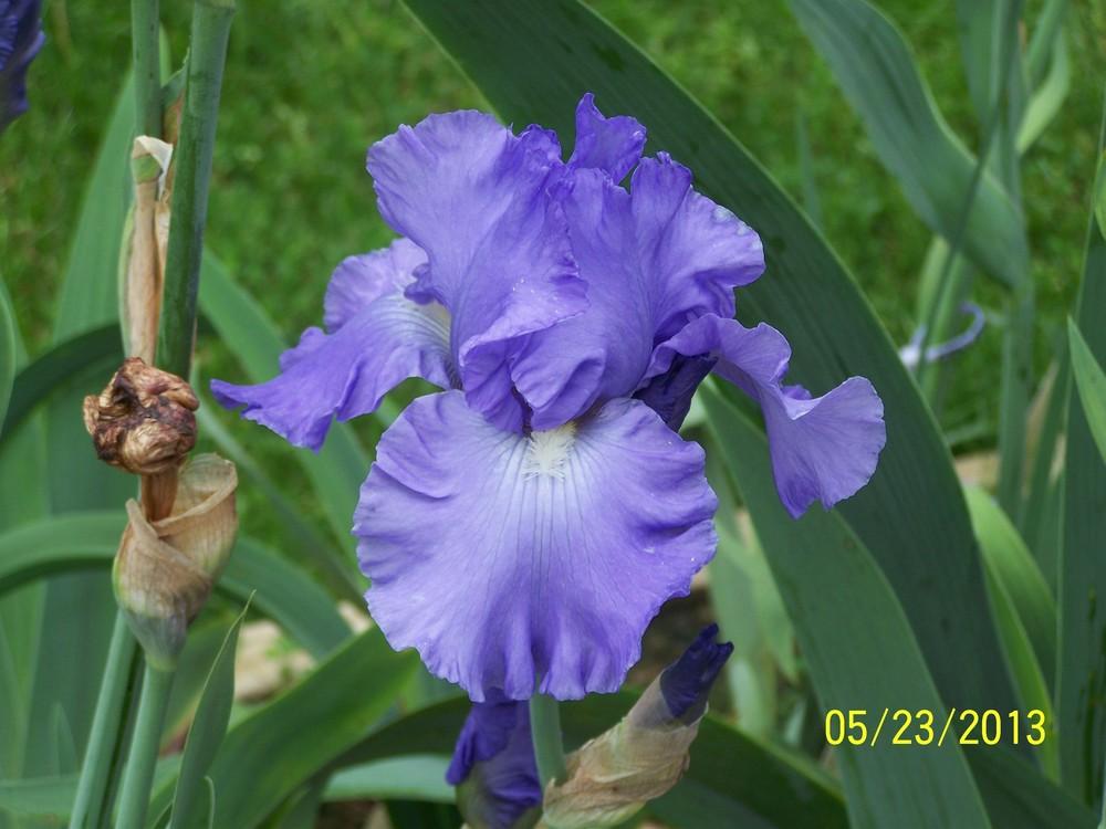 Photo of Tall Bearded Iris (Iris 'After the Storm') uploaded by Misawa77