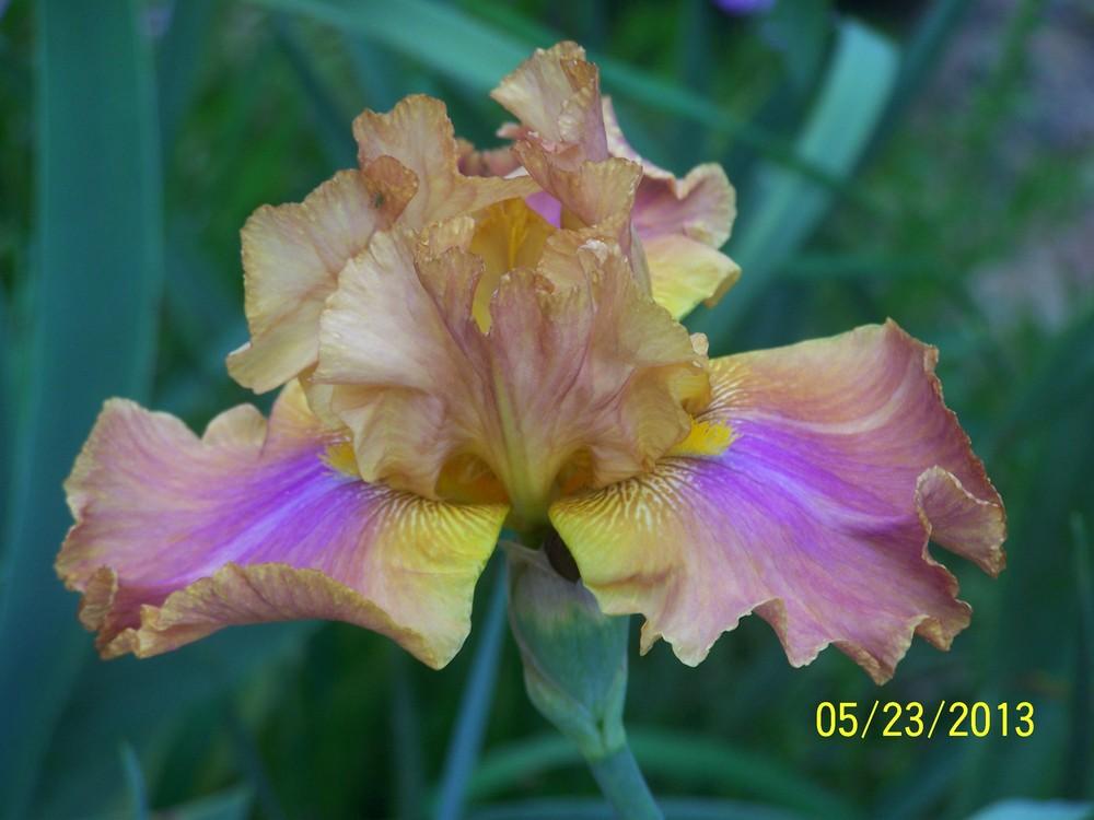Photo of Tall Bearded Iris (Iris 'Springhouse') uploaded by Misawa77