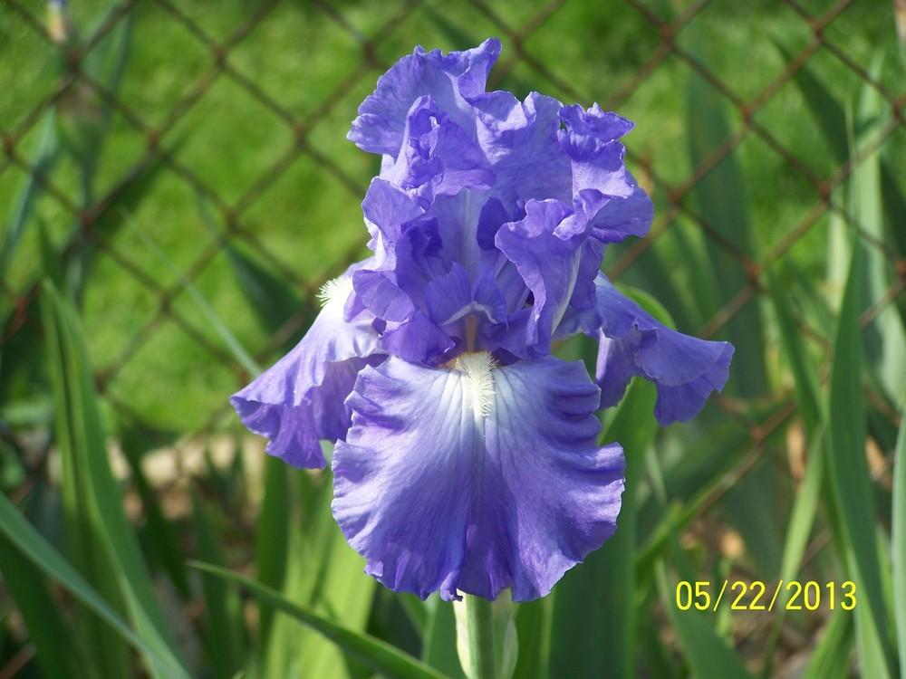 Photo of Tall Bearded Iris (Iris 'Victoria Falls') uploaded by Misawa77