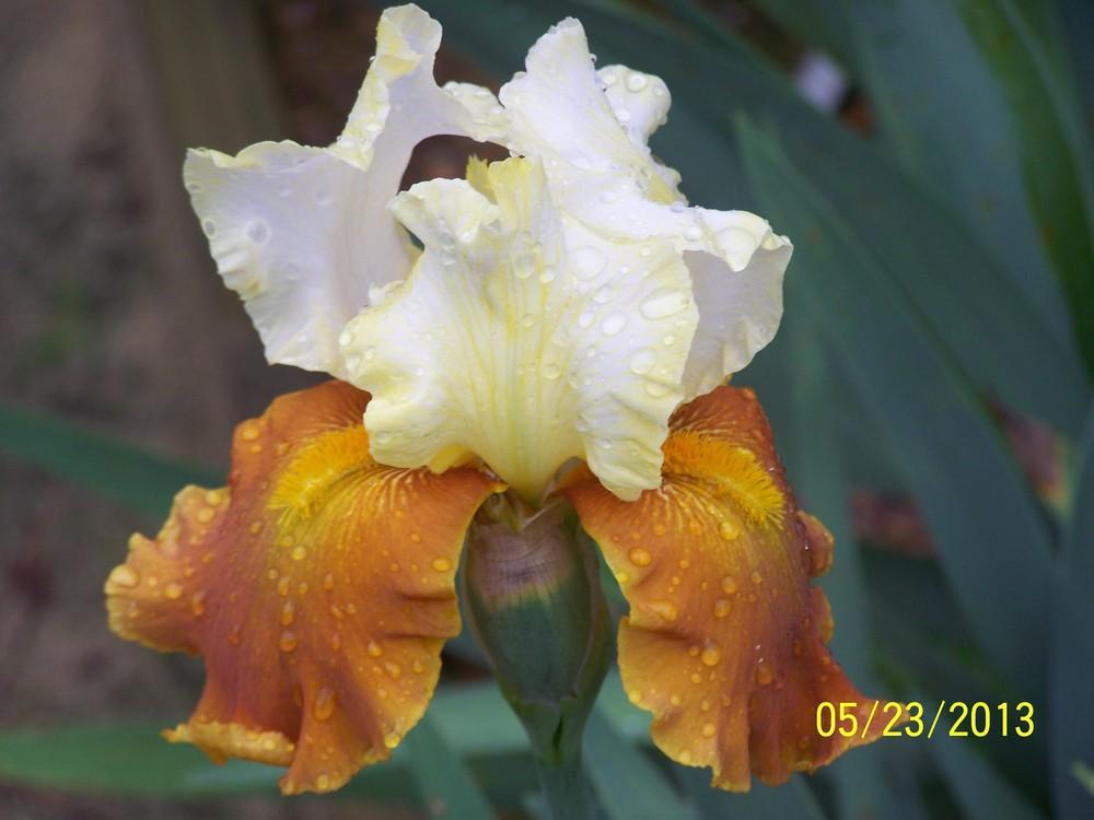Photo of Tall Bearded Iris (Iris 'Fall Fiesta') uploaded by Misawa77