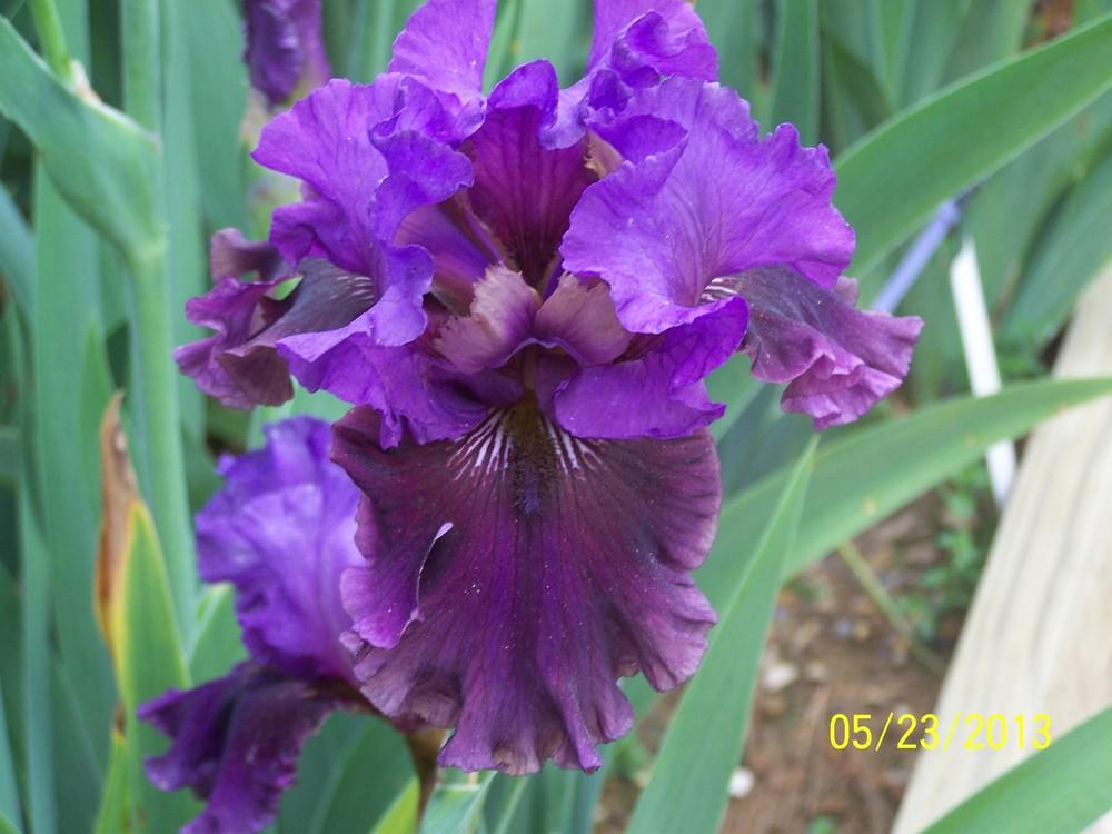 Photo of Tall Bearded Iris (Iris 'Dakota Smoke') uploaded by Misawa77