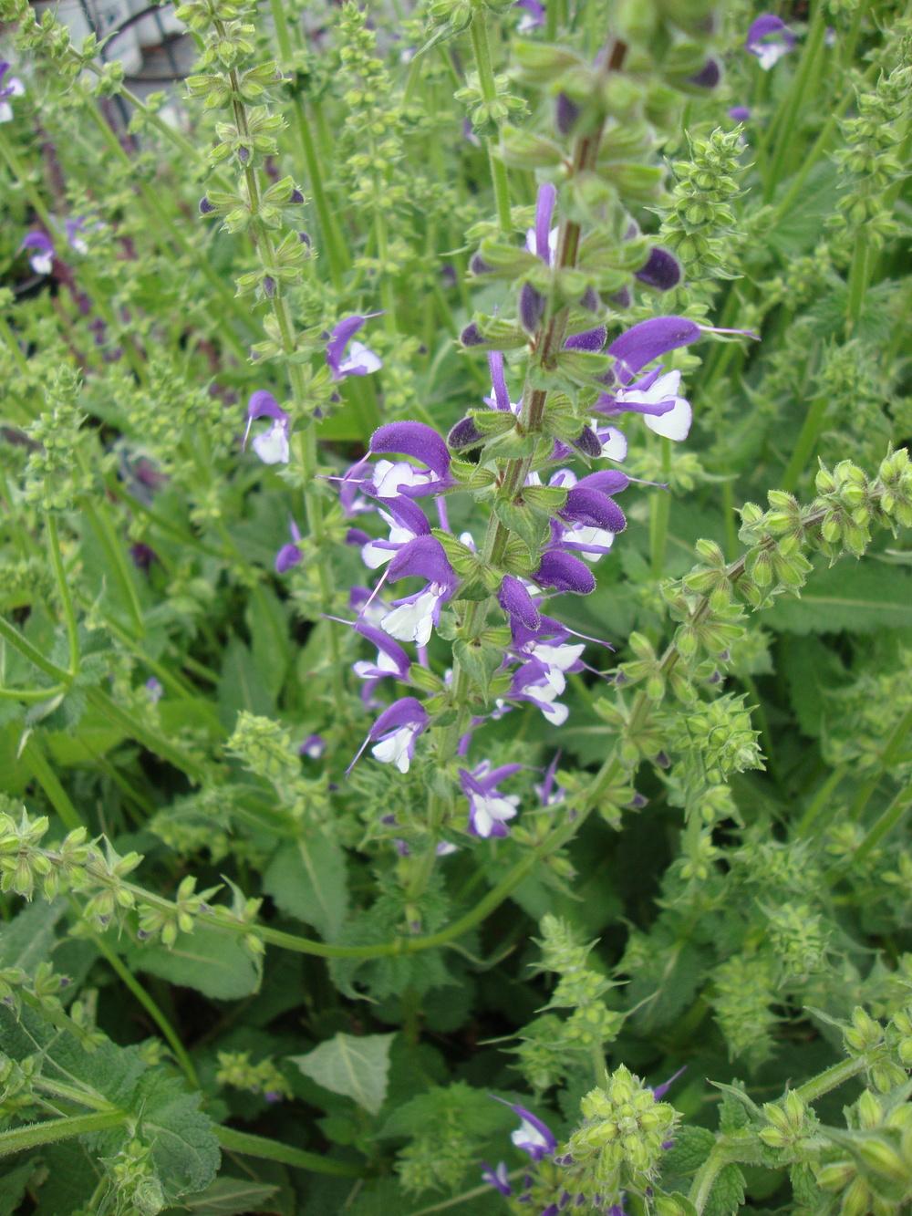 Photo of Salvia 'Madeline' uploaded by Paul2032