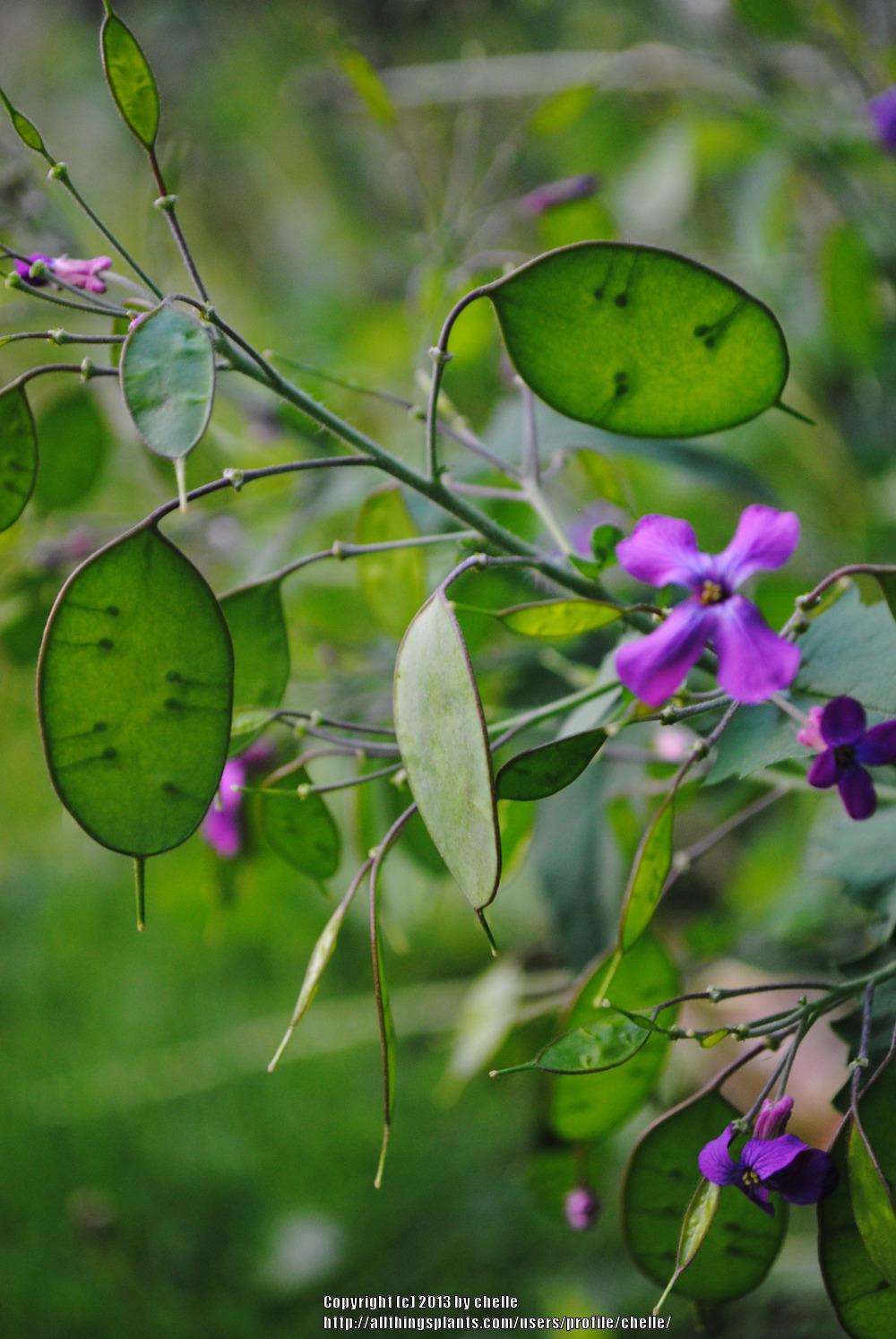 Photo of Money Plant (Lunaria annua) uploaded by chelle