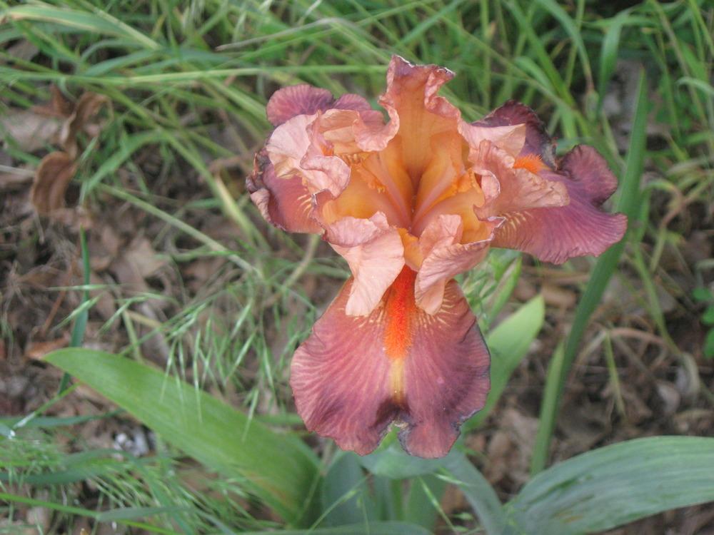 Photo of Tall Bearded Iris (Iris 'Yosemite Sam') uploaded by enidcandles
