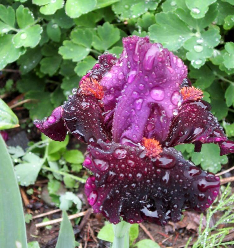 Photo of Intermediate Bearded Iris (Iris 'Dark Forces') uploaded by ge1836