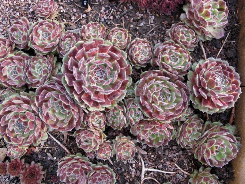 Photo of Hen and Chicks (Sempervivum 'Raspberry Ice') uploaded by goldfinch4