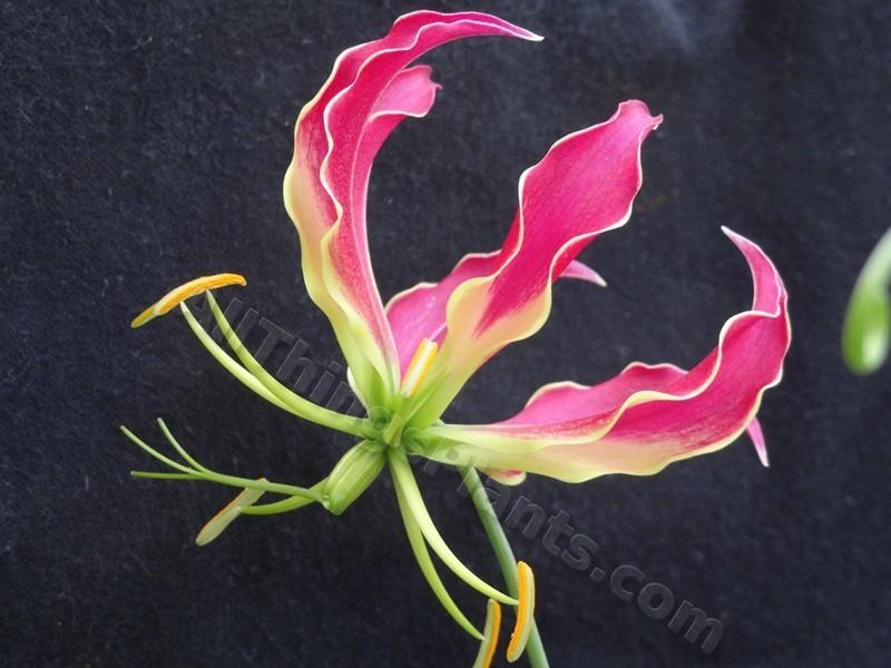 Photo of Gloriosa Lily (Gloriosa superba) uploaded by kaleem