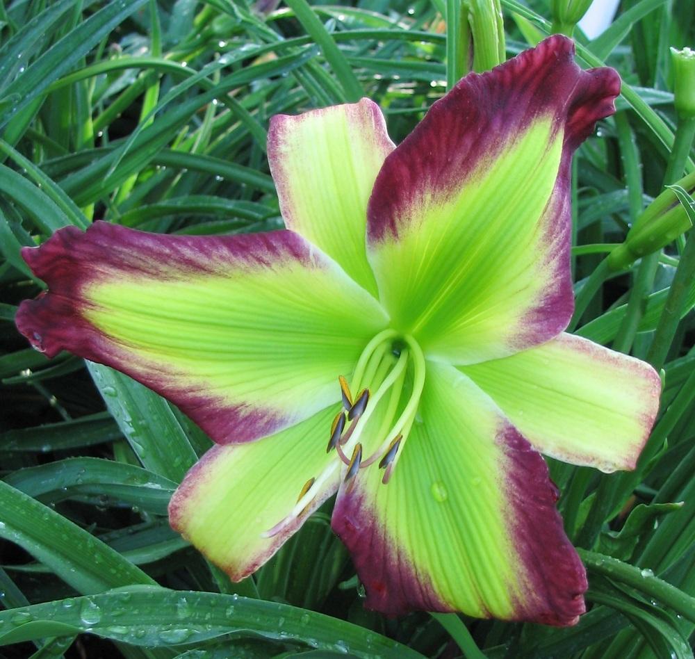 Photo of the bloom of Daylily (Hemerocallis 'Emerald Starburst') posted
