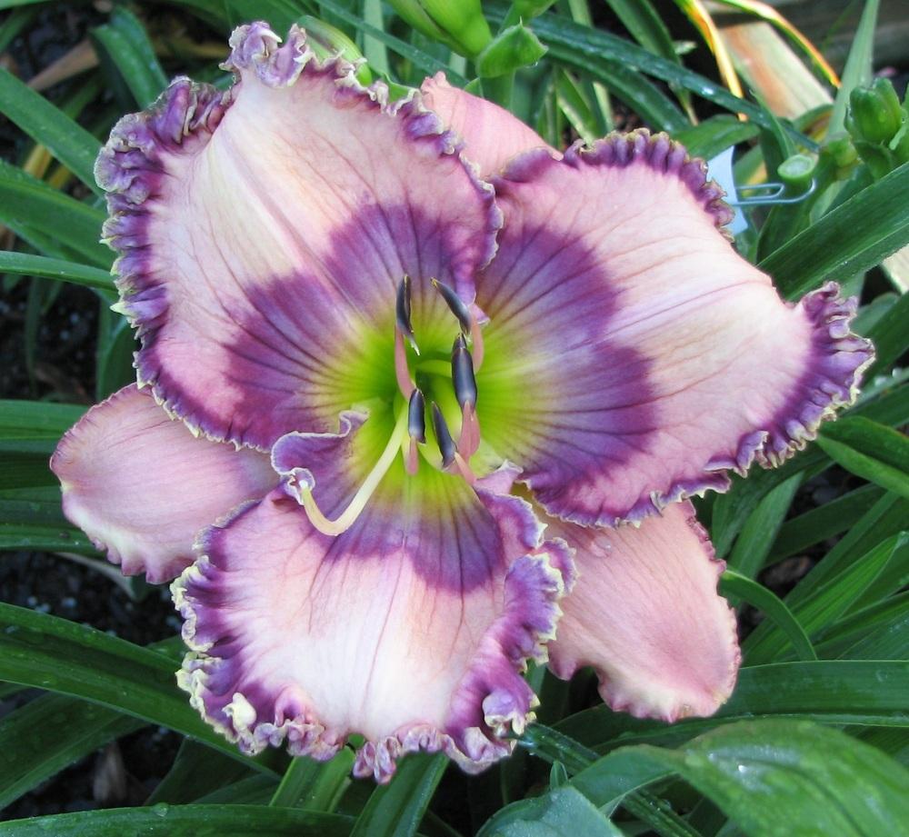 Photo of Daylily (Hemerocallis 'Cobalt Rings') uploaded by tink3472