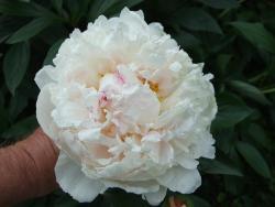 Thumb of 2013-05-25/Oldgardenrose/cfbdcc