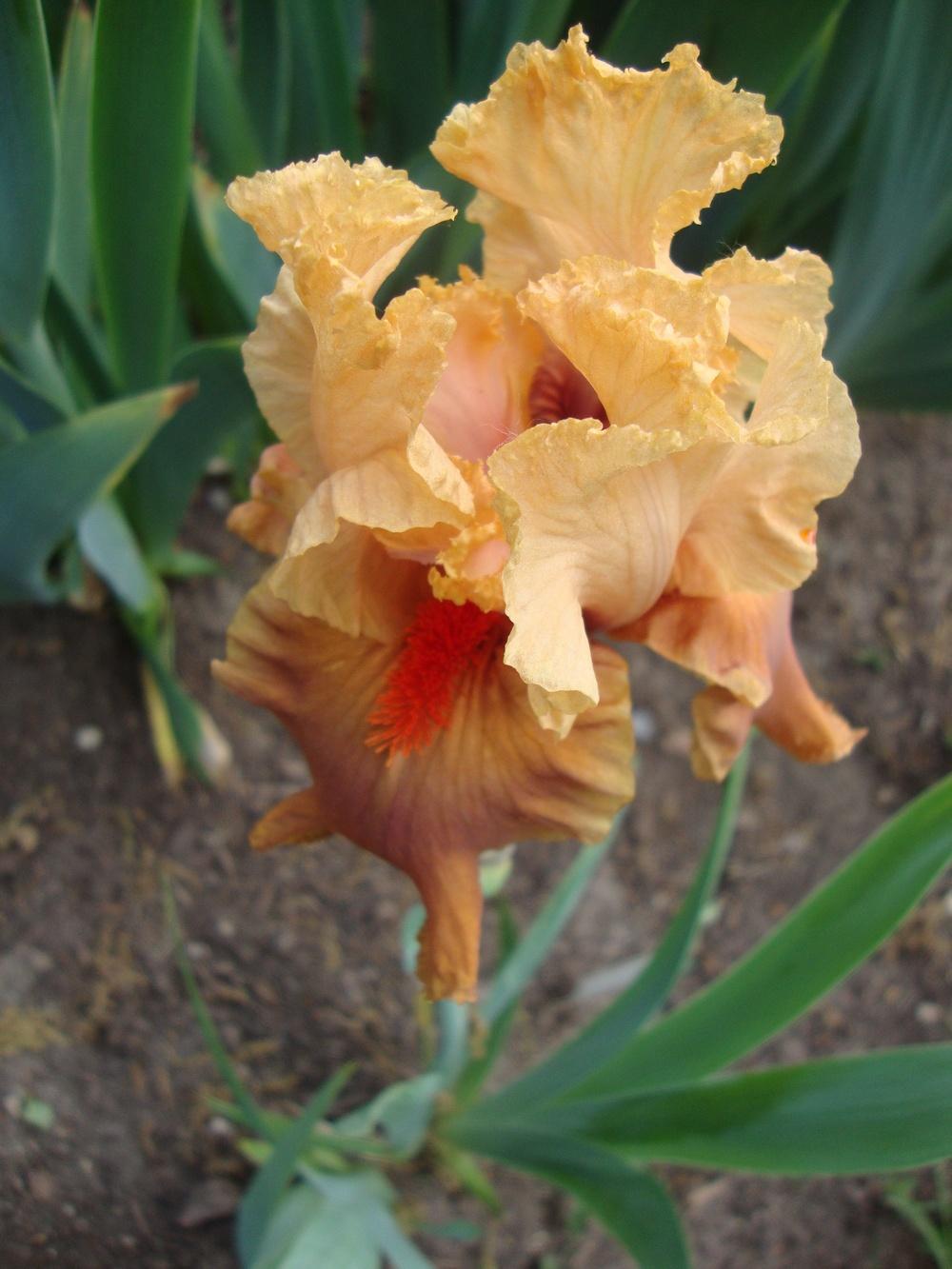 Photo of Intermediate Bearded Iris (Iris 'I'm on Fire') uploaded by Paul2032