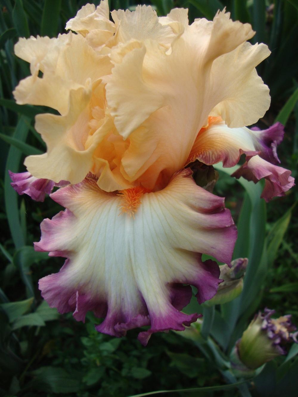 Photo of Tall Bearded Iris (Iris 'Passionate Kisses') uploaded by Paul2032