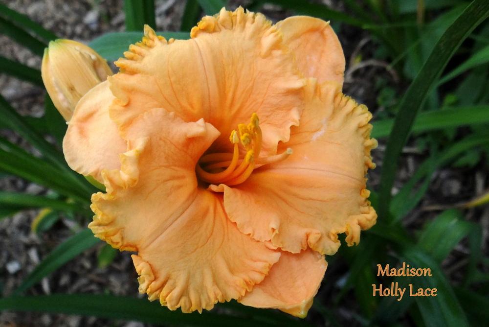 Photo of Daylily (Hemerocallis 'Madison Holly Lace') uploaded by Tepelus