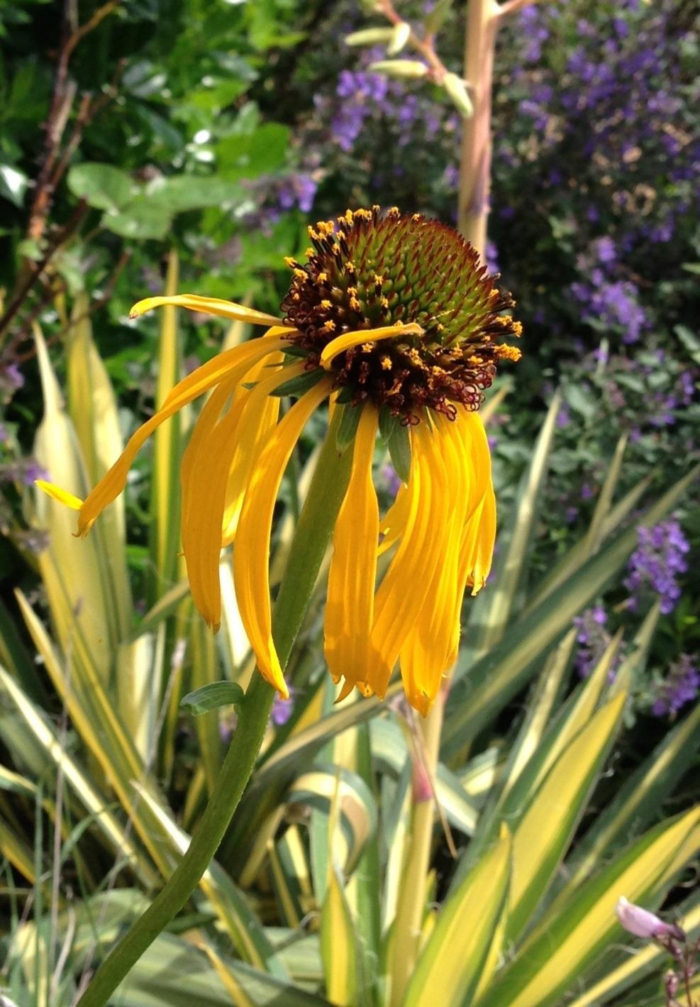 Photo of Yellow Coneflower (Echinacea paradoxa) uploaded by clintbrown