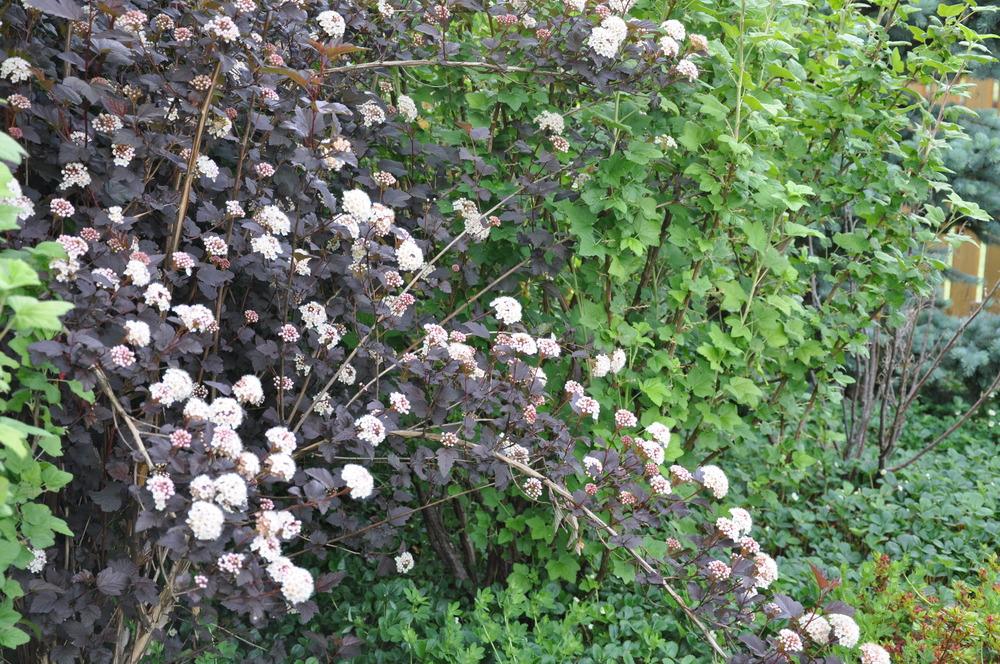 Photo of Eastern Ninebark (Physocarpus opulifolius Diabolo®) uploaded by kosk0025