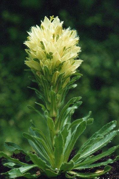 Photo of Yellow Bellflower (Campanula thyrsoides) uploaded by robertduval14