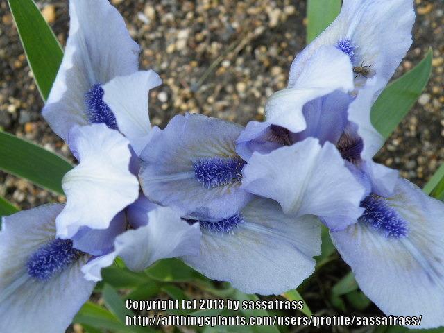 Photo of Standard Dwarf Bearded Iris (Iris 'Sapphire Jewel') uploaded by sassafrass