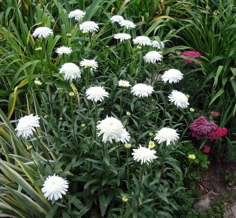 Photo of Shasta Daisy (Leucanthemum x superbum 'Ice Star') uploaded by stilldew