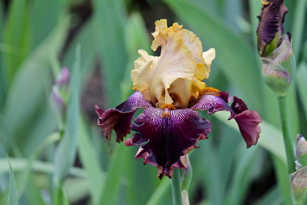 Photo of Tall Bearded Iris (Iris 'Buga Gera') uploaded by ARUBA1334