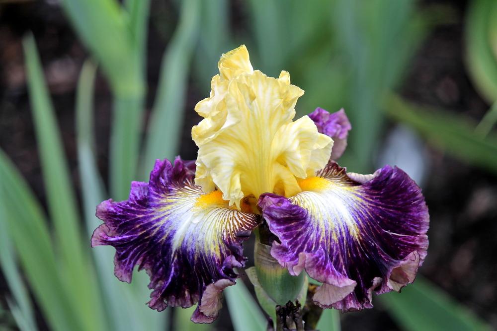 Photo of Tall Bearded Iris (Iris 'Cold Fusion') uploaded by ARUBA1334