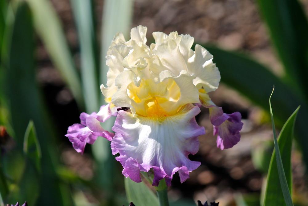 Photo of Tall Bearded Iris (Iris 'Day on the Bay') uploaded by ARUBA1334