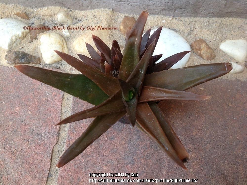 Photo of Aloe (XAlworthia 'Black Gem') uploaded by GigiPlumeria