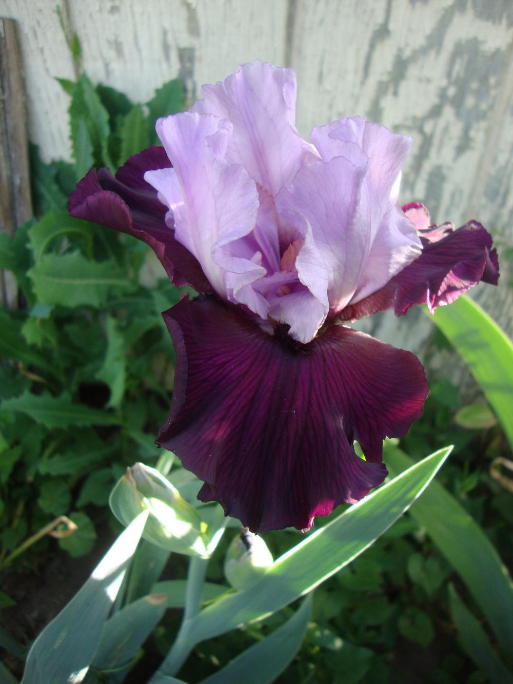 Photo of Tall Bearded Iris (Iris 'Private Eye') uploaded by Paul2032