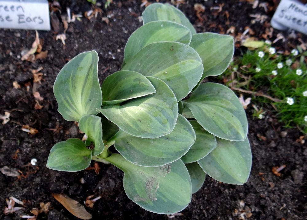 Photo of Hosta 'Cat and Mouse' uploaded by Tepelus